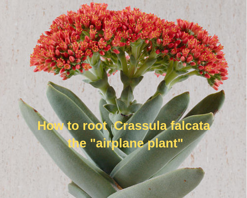 Crassula falcata with coral colored flowers