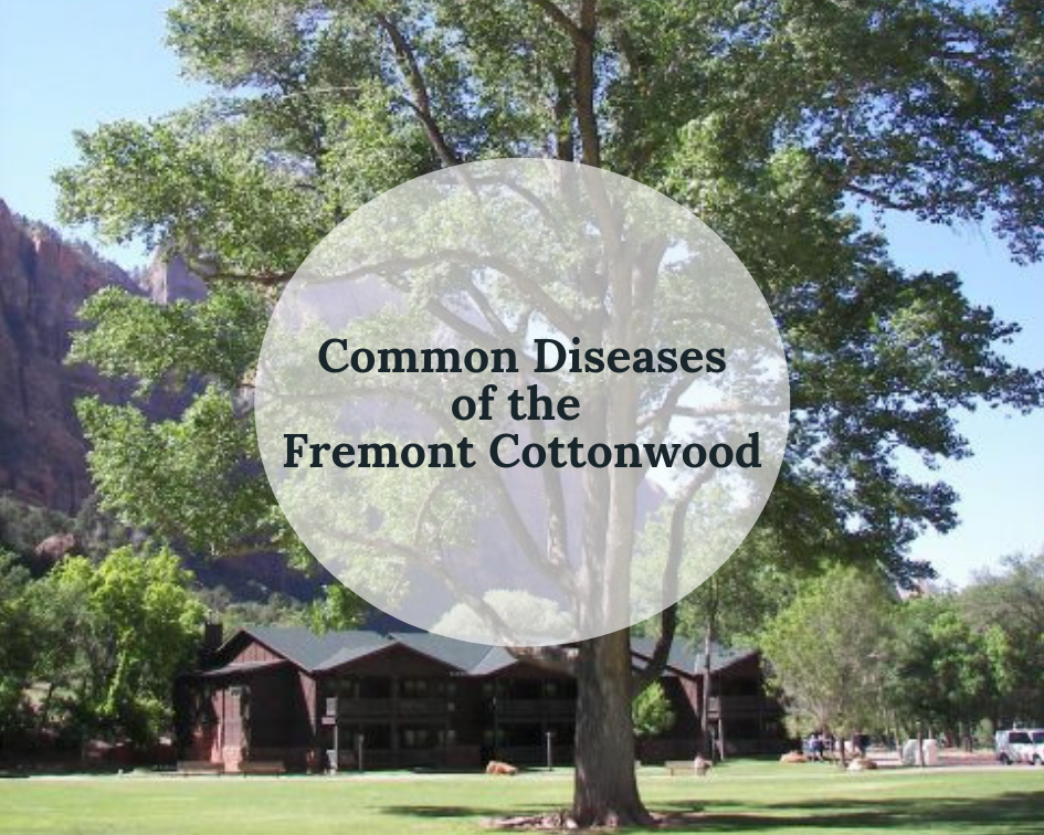 Common Fremont Cottonwood Diseases
