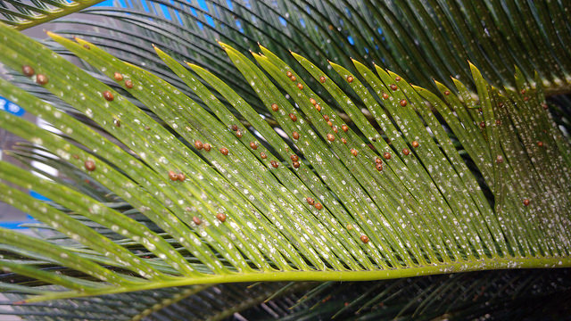cycad scale on sago