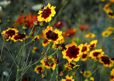 How to Care for Tickseed (Coreopsis)