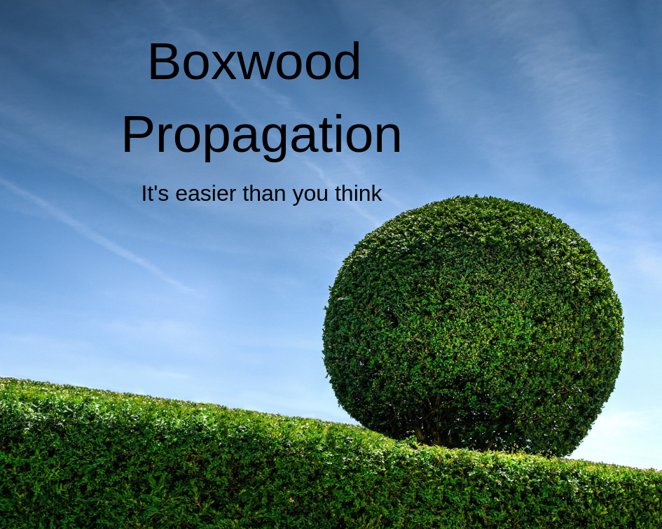 propagate boxwood