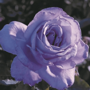 Closeup of a blue girl rose