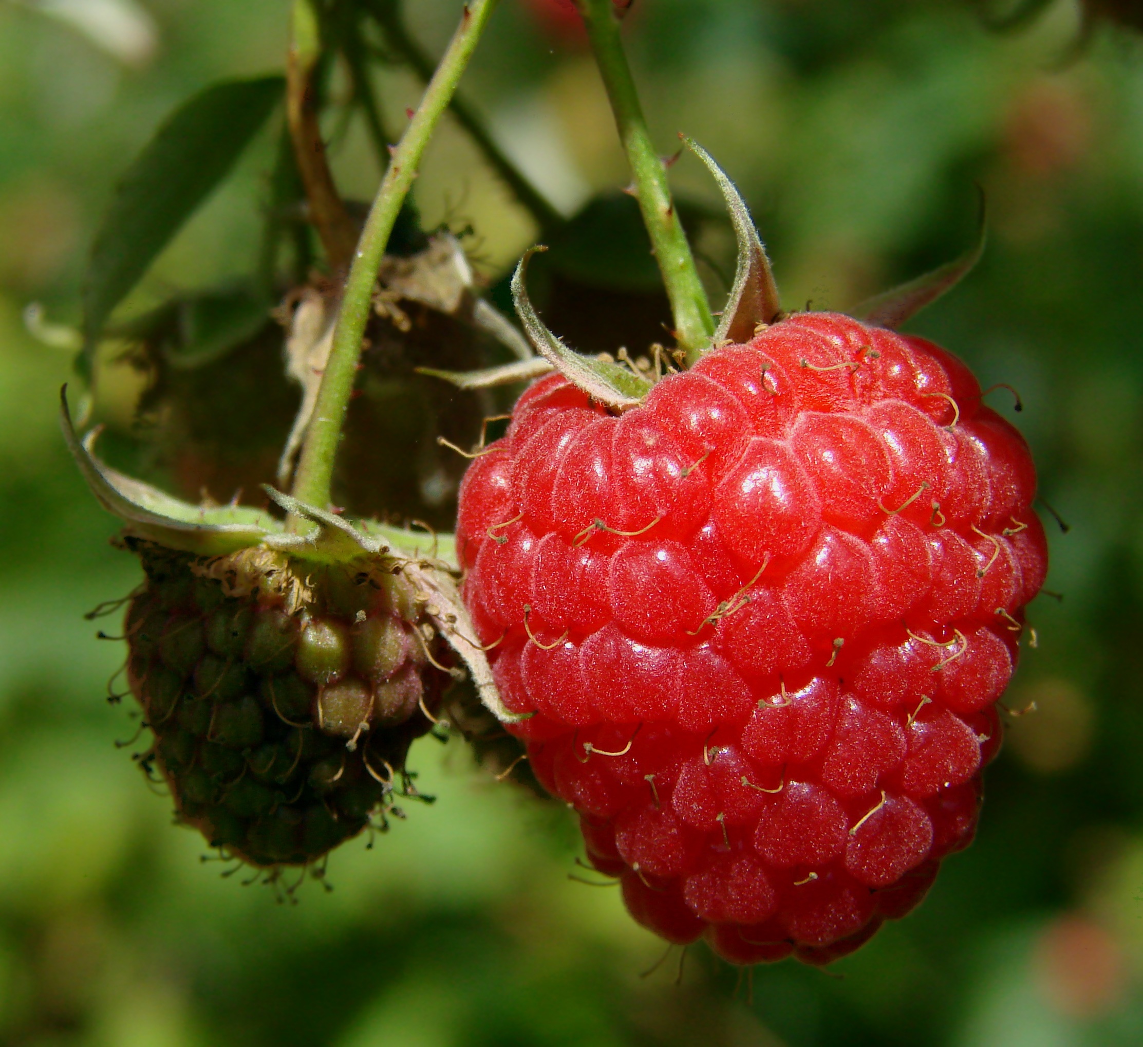 fertilize raspberry plant