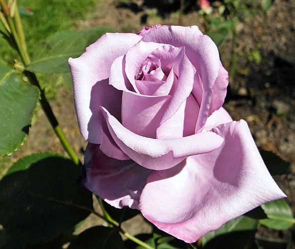 close-up of a blue girl rose, not fully open