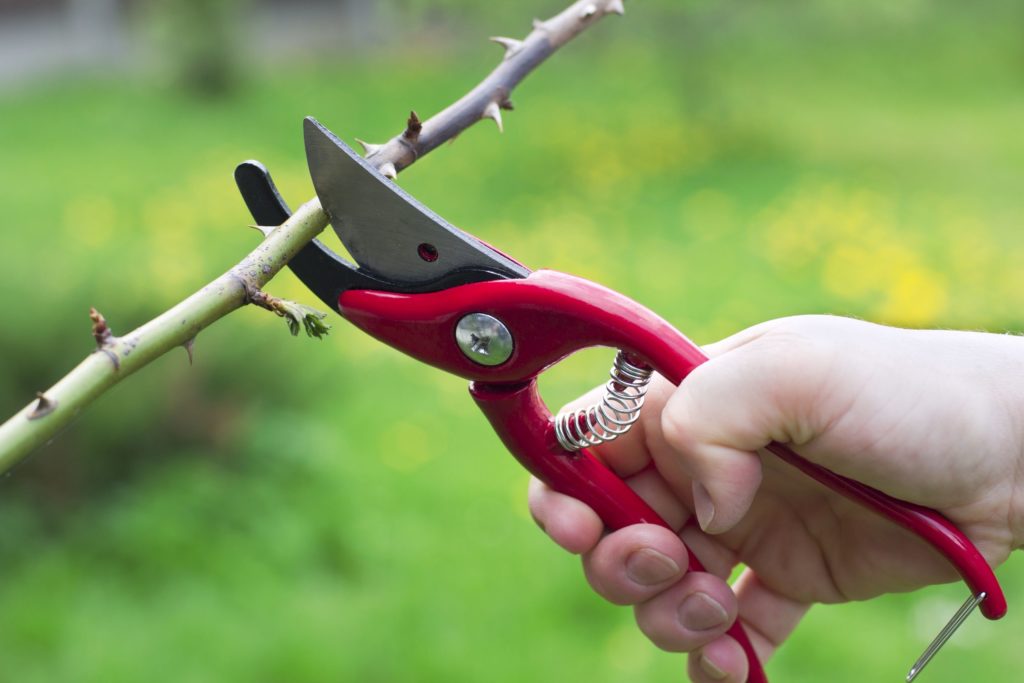 closeup of a hand holding pruning shears cutting a hibiscus branch