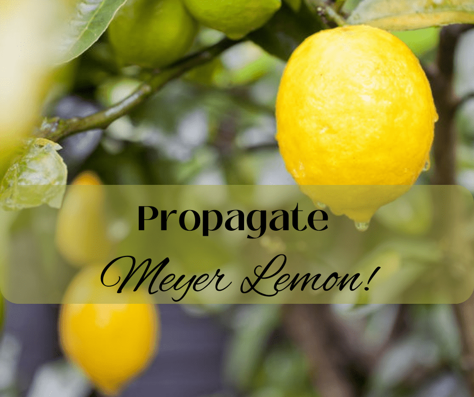Propagate Your Own Meyer Lemon Tree