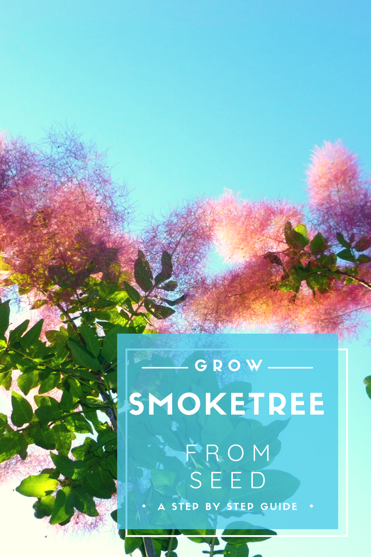 germinate smoketree seed