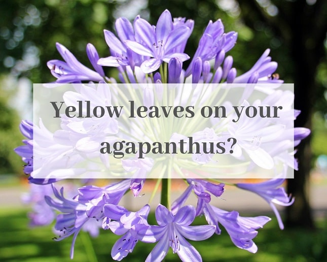 4 Causes of Agapanthus Leaves Turning Yellow