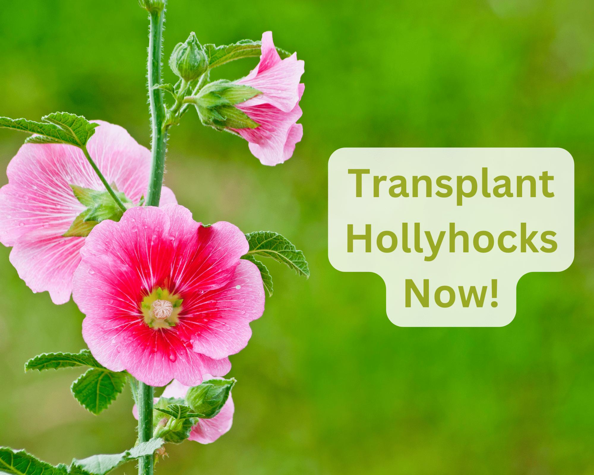 If You Must Transplant Hollyhock, Fall is the Best Time