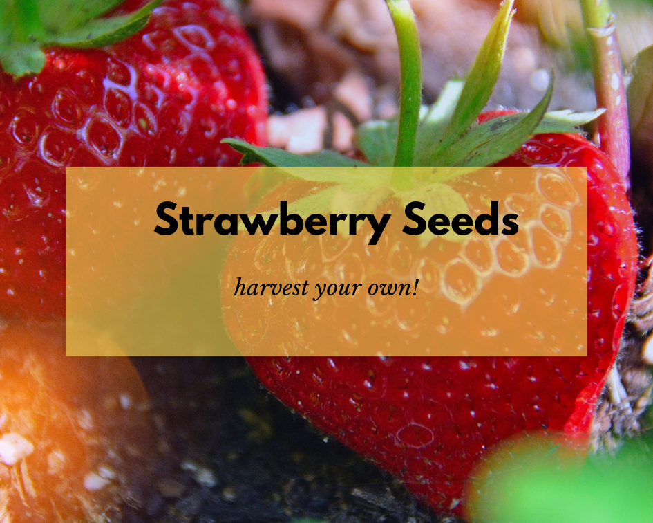 How To Get The Seeds Out Of A Strawberry Gardenologist