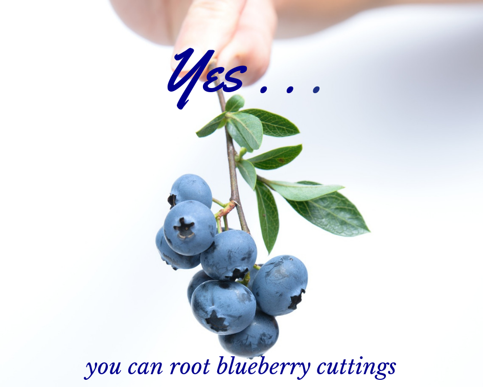 blueberry cutting