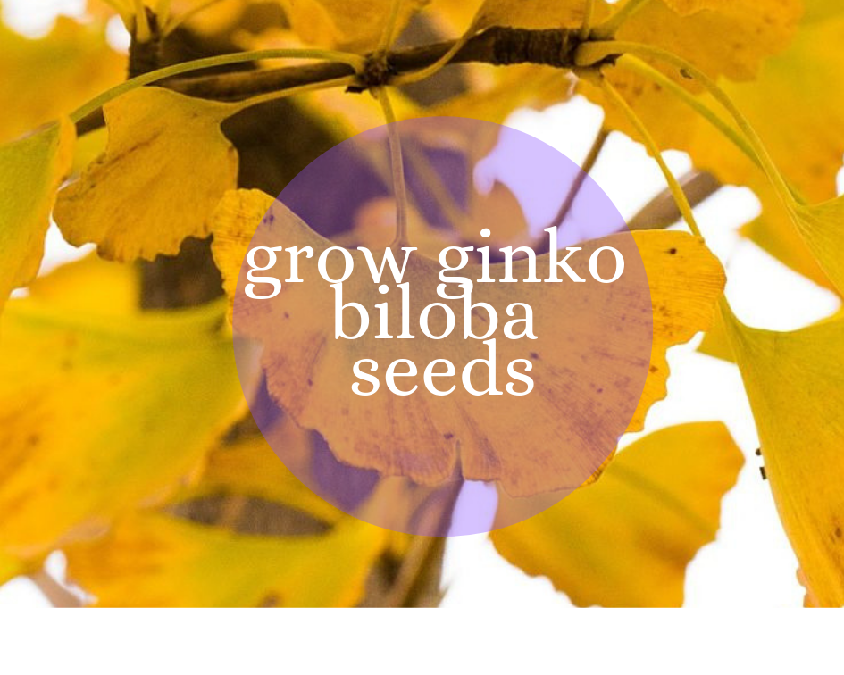 Growing ginkgo from seed