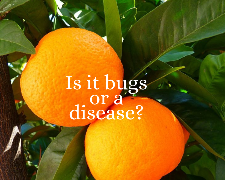 Avoid Citrus Tree Problems