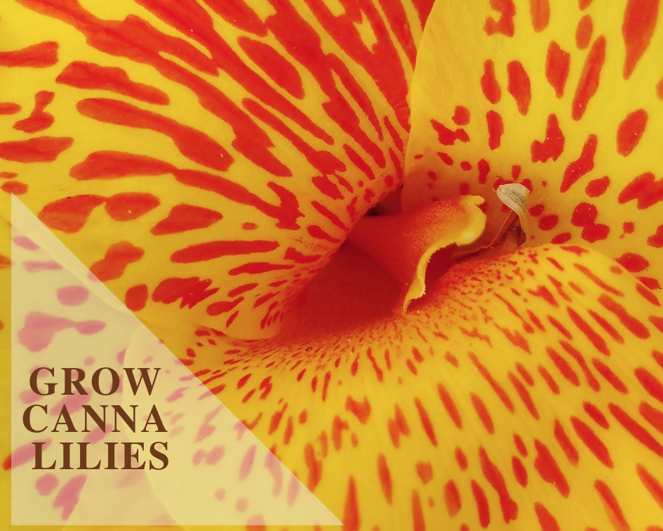 How to Care for a Canna Lily