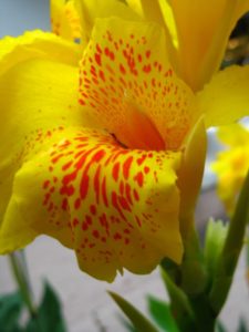 King Umberto canna lily. Yellow wtih orange spots