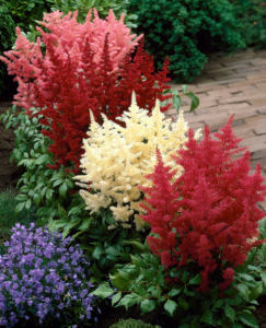 Astilbe plant in roange, one in white, one in red
