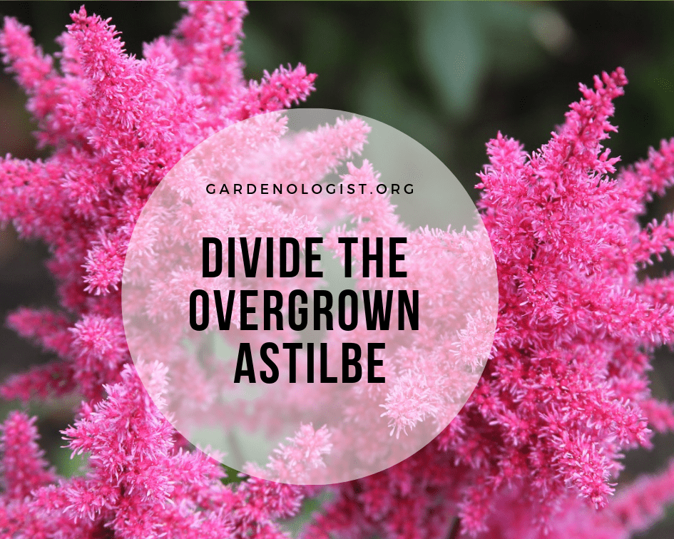 How to divide astilbe