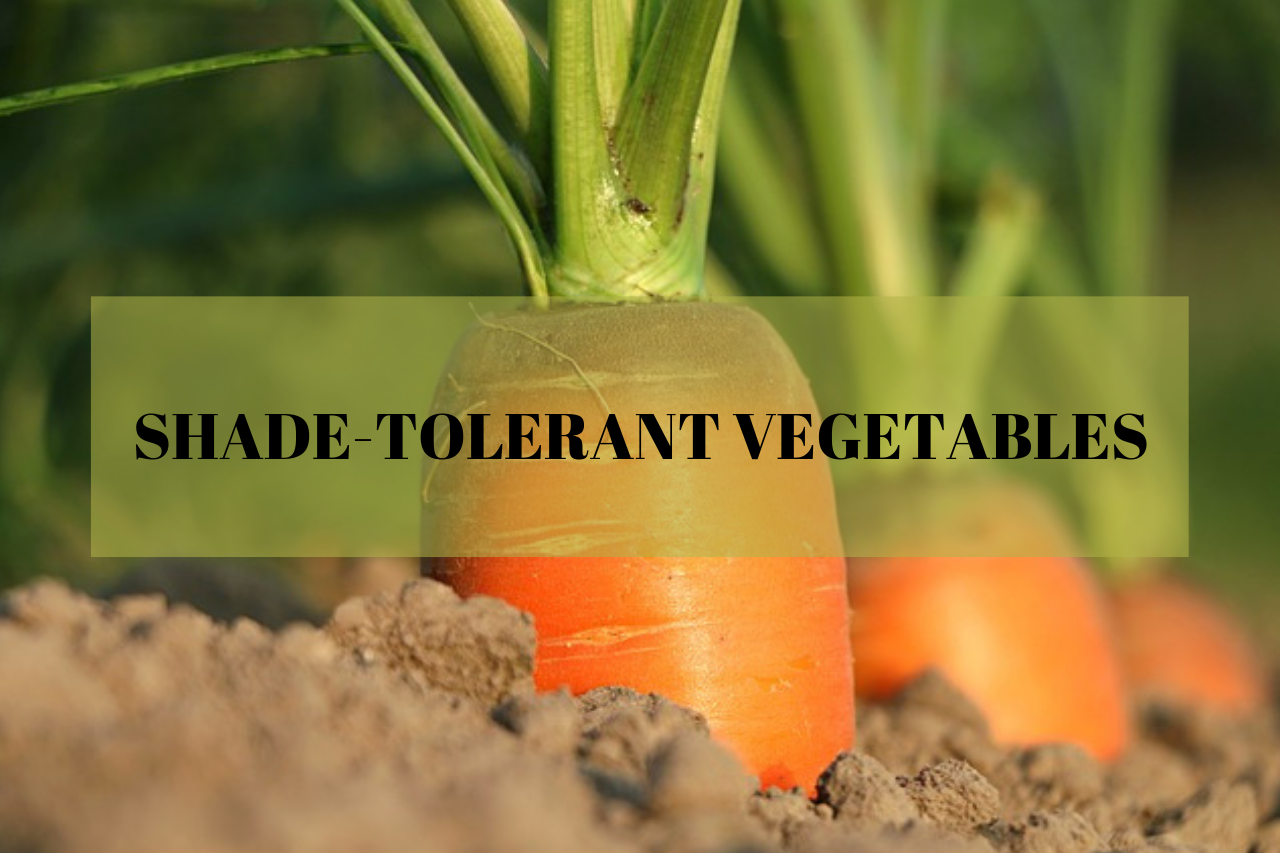Vegetables that grow in the shade