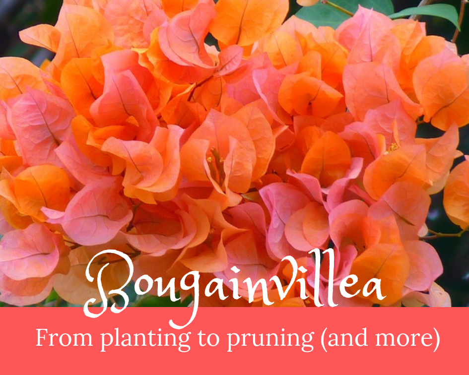 Caring for a bougainvillea plant