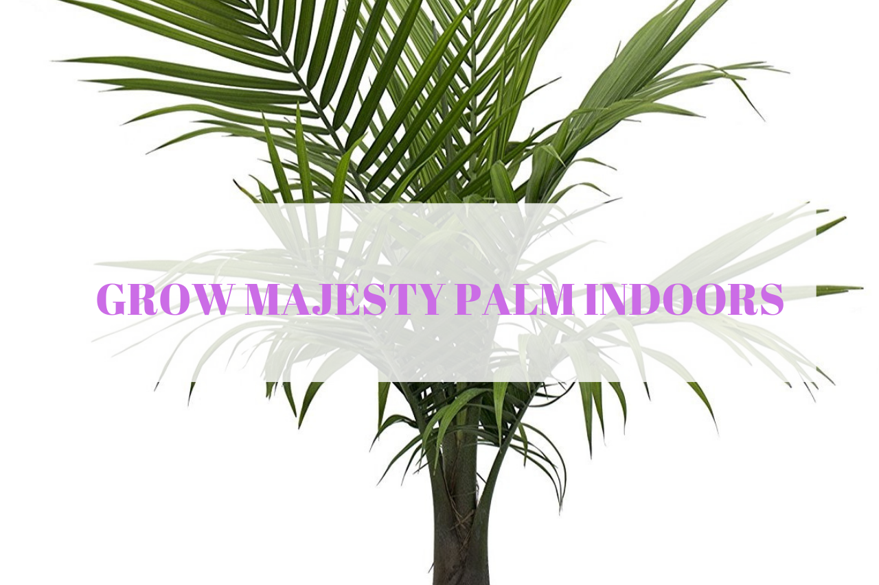 How To Care For A Majesty Palm In The Winter Monstruonauta