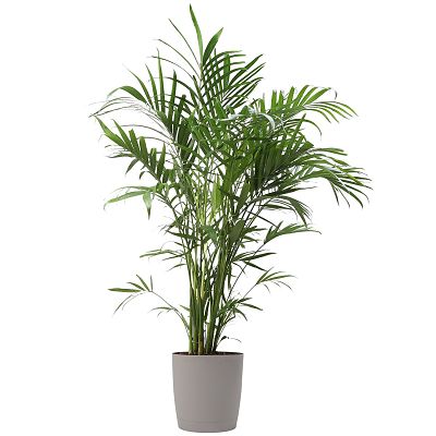 grow cat palm in container
