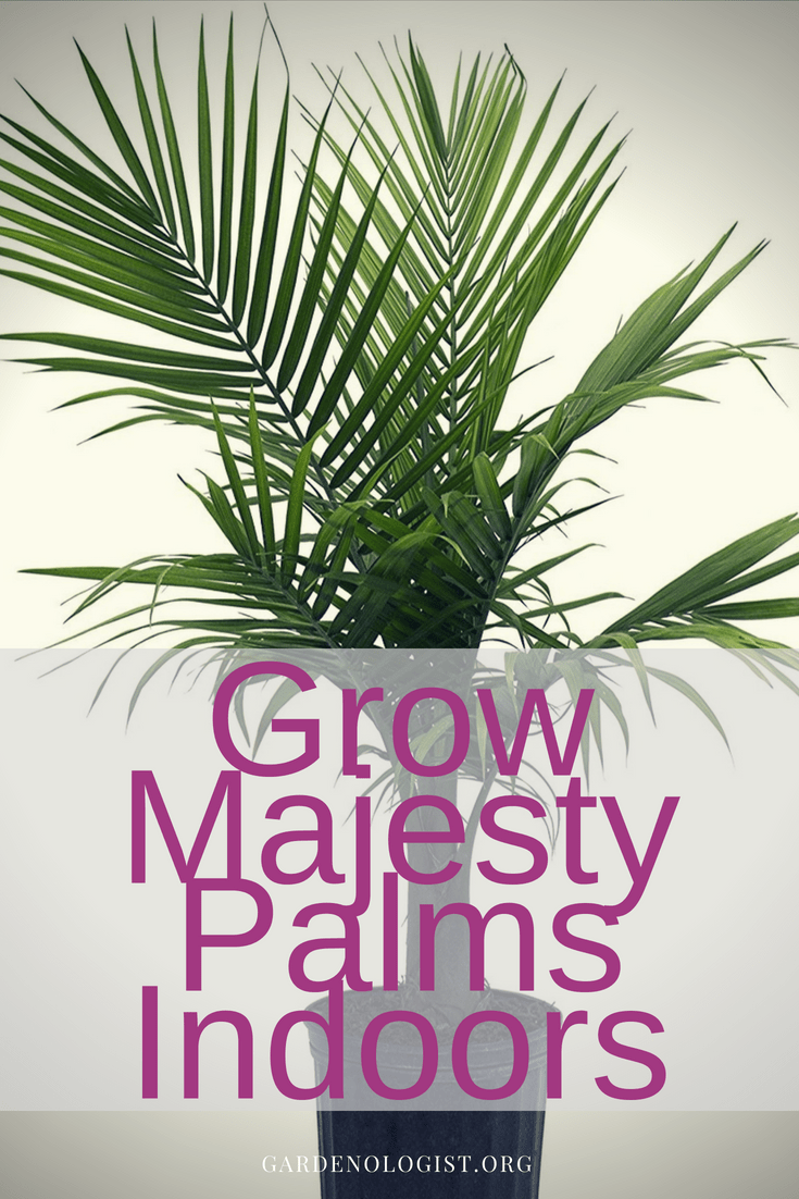 Grow Majesty Palm Indoors