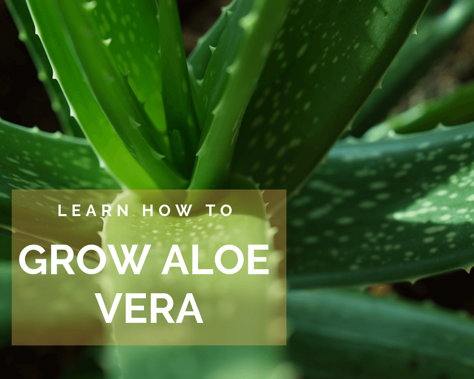 Growing Aloe vera plants, indoors or outdoors