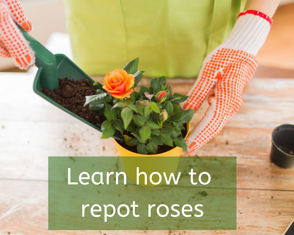An in-depth guide on how to repot roses