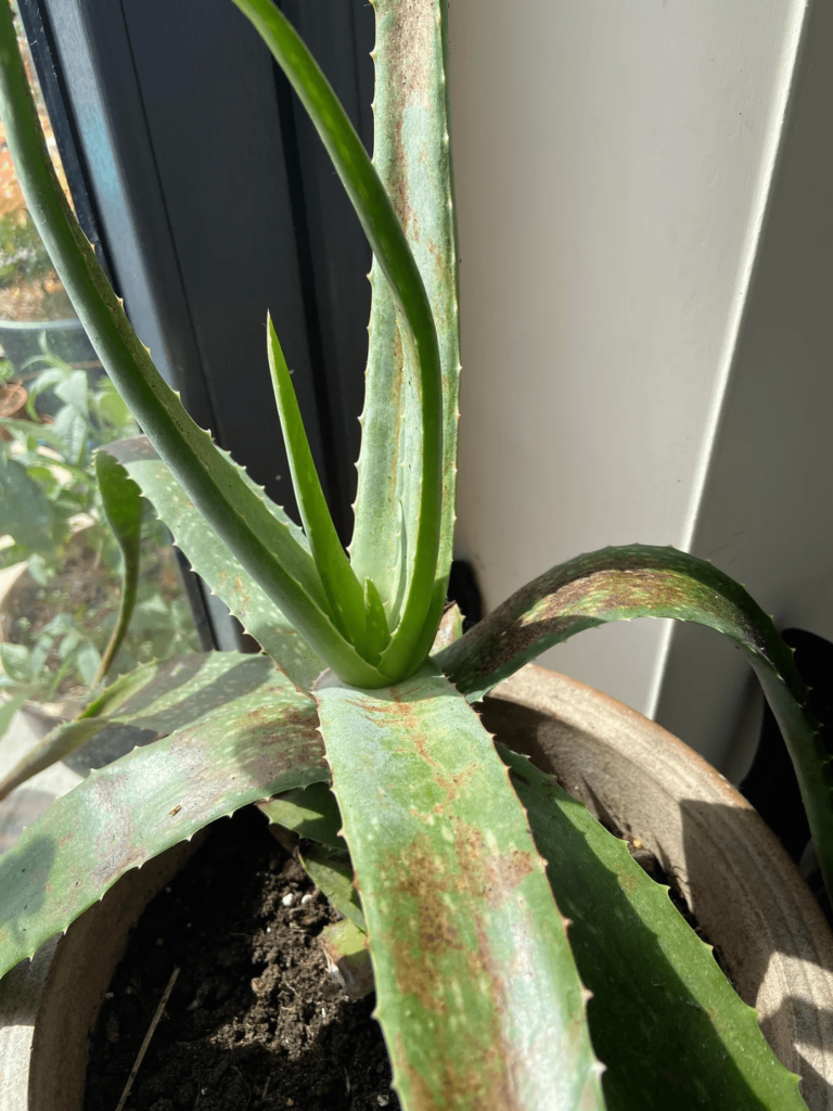 aloe plant with rust