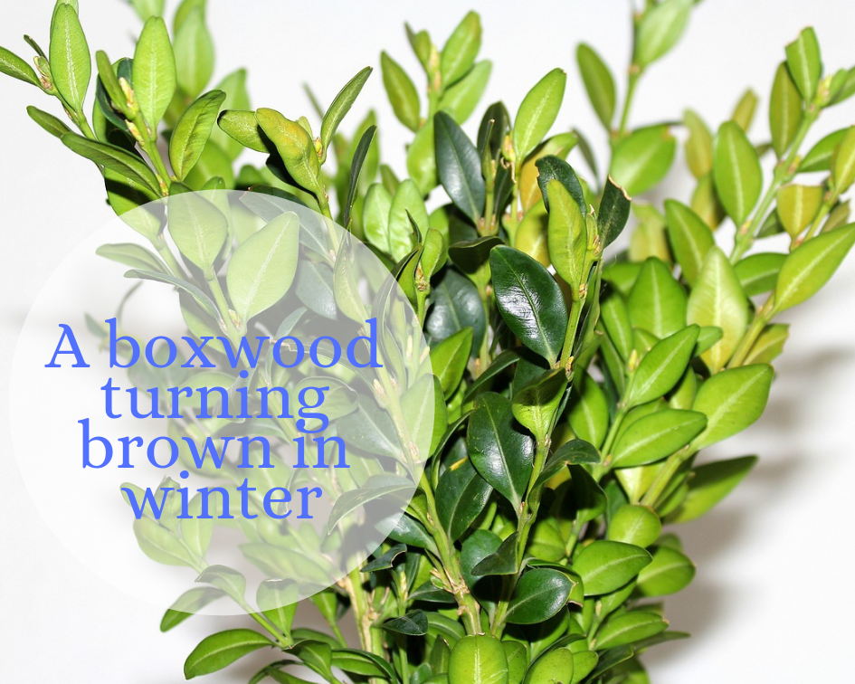 Winter, and a boxwood turning brown