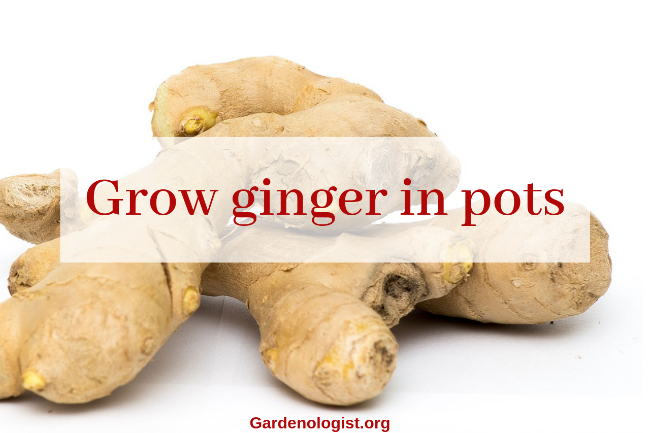 How to Grow Ginger Root in a Pot