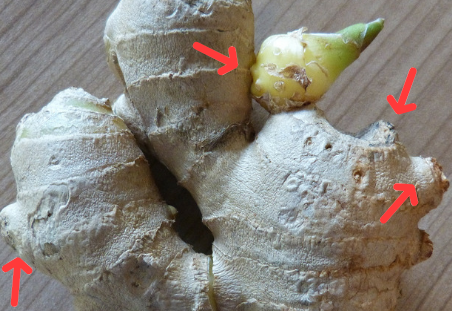 grow ginger root indoors