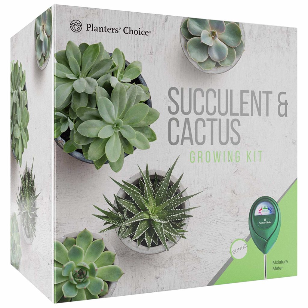 what you need to grow succulents