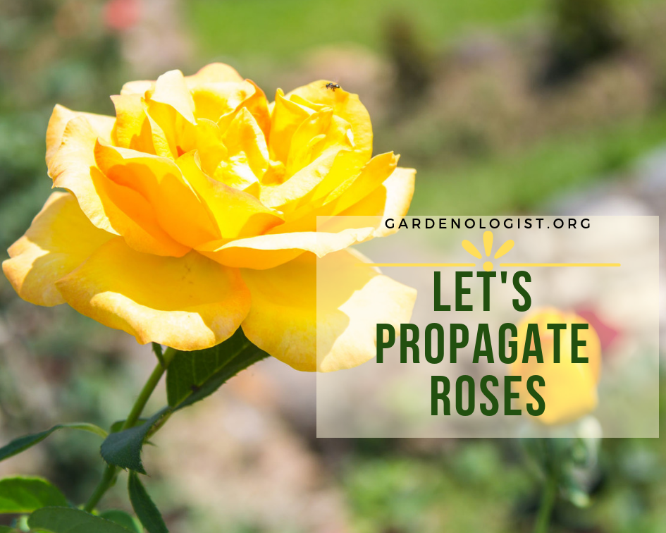 Let’s propagate roses