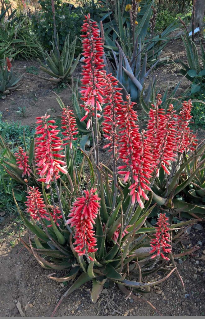 Aloe vera in bloom with spikes of red flowers