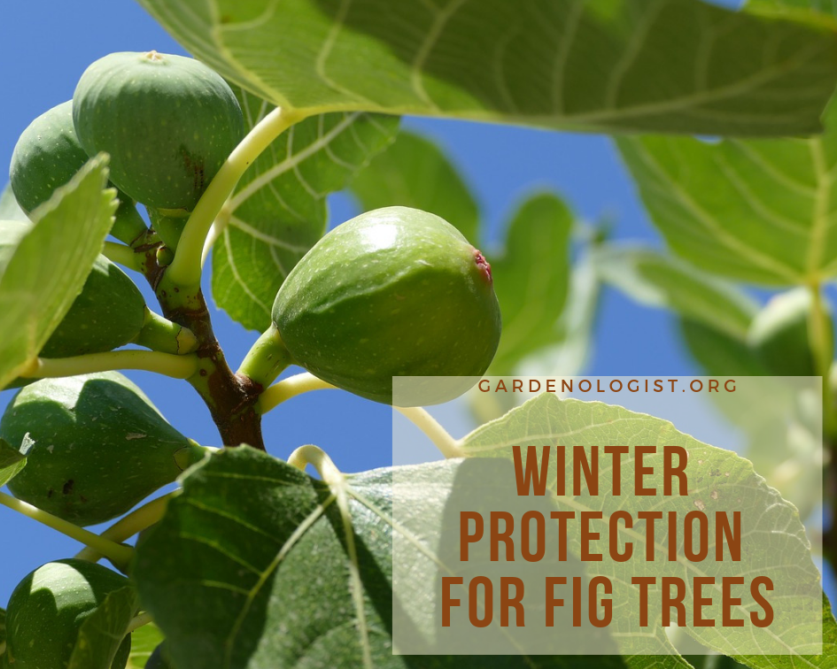 Winter Protection for Fig Trees