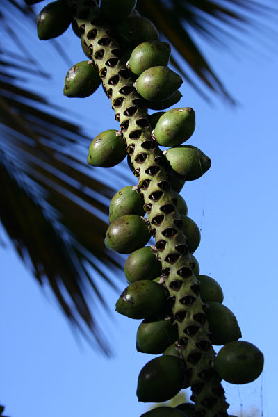 germinate palm tree seeds