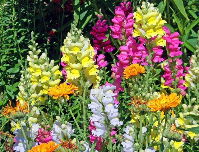 colorful snapdragons growing in a garden