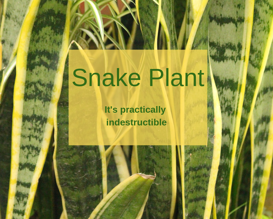 How to care for a snake plant
