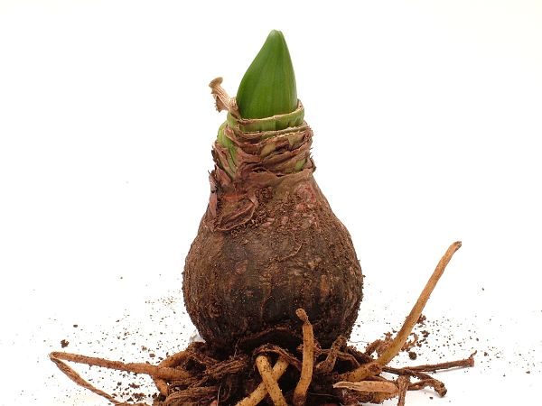 closeup of an amaryllis bulb sprouting