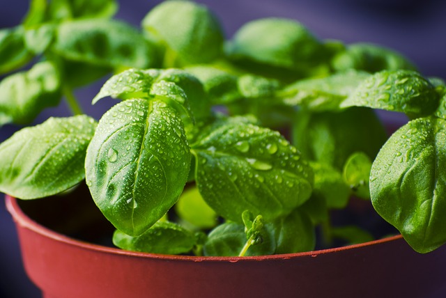 basil plant with wet leaves growing in a pot