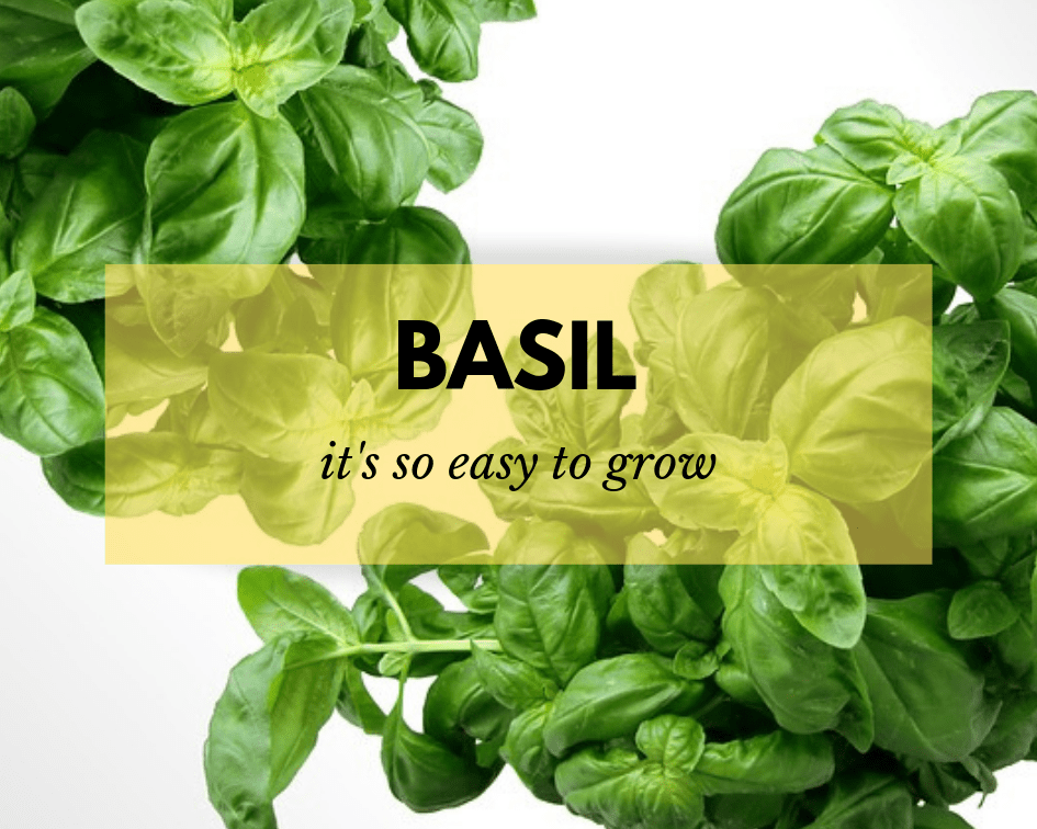 How to Grow a Basil Plant