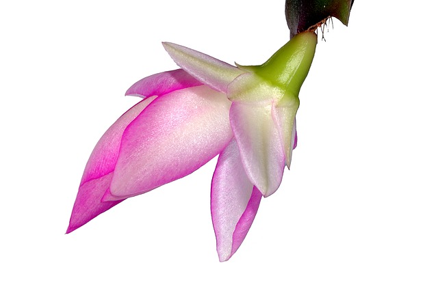 a Christmas cactus pink bud