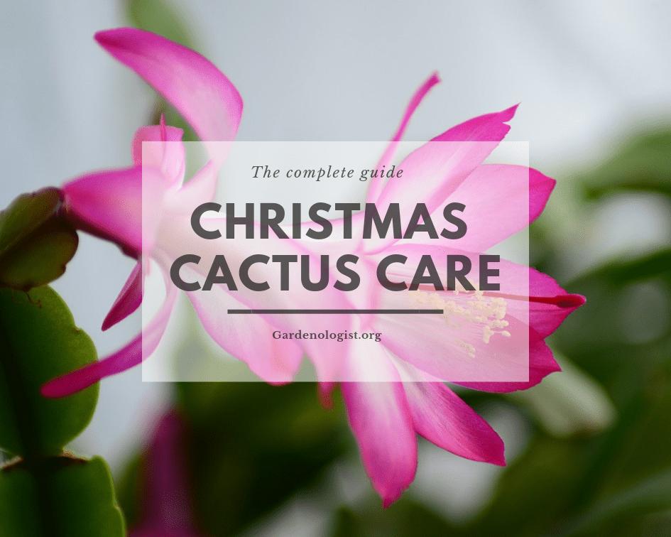 pink christmas cactus flower