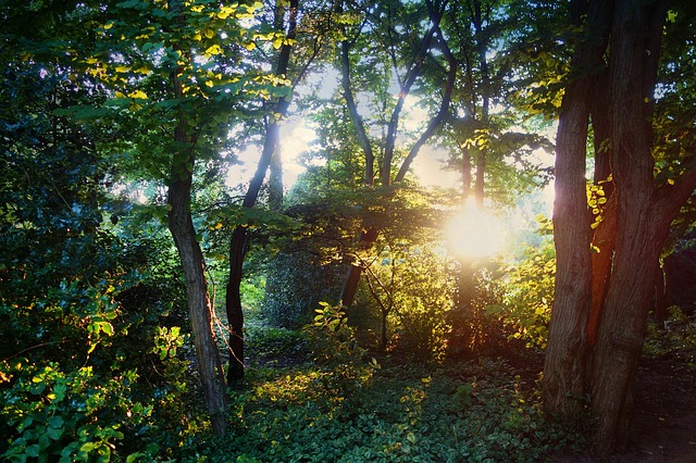 The sun through the trees in a forest.