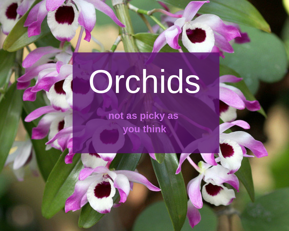 Nobile Dendrobium Orchid Care