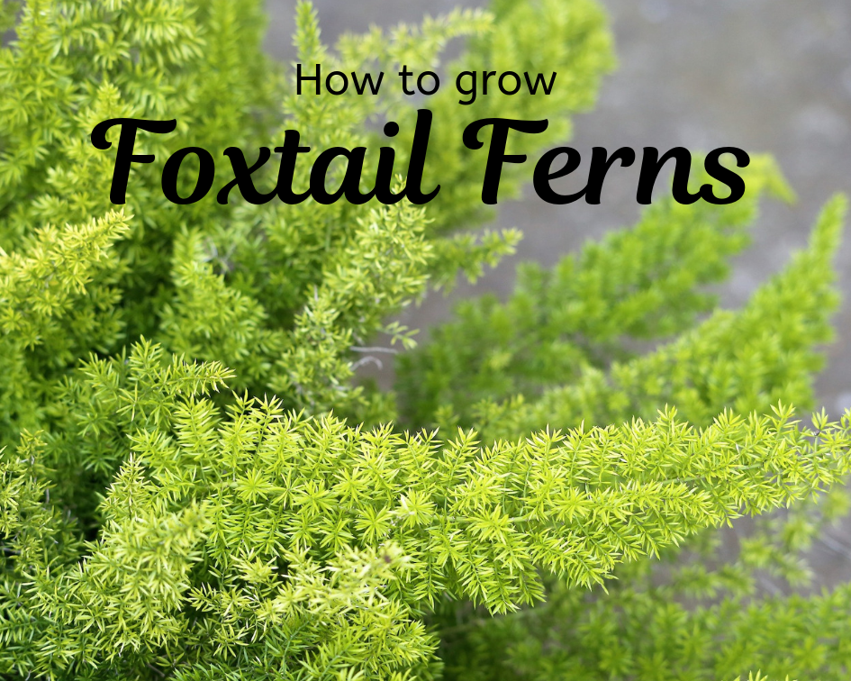 Foxtail fern, closeup