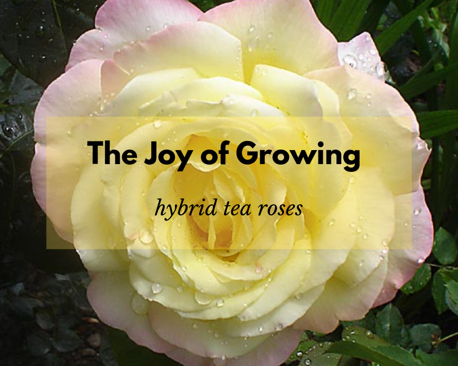 Easy to Grow Hybrid Tea Roses