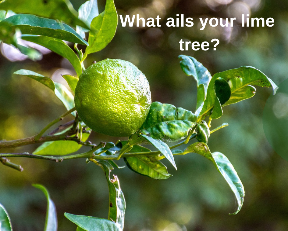 Common lime tree diseases and other problems