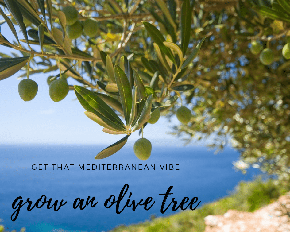 view from under a tree with olives hanging from the branches and the blue sea in the distance